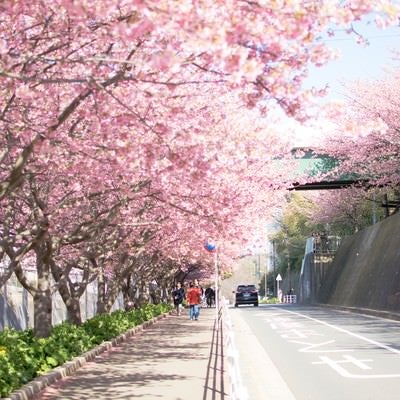 桜満開の歩道の写真
