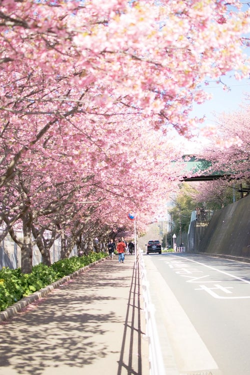 桜満開の歩道の写真
