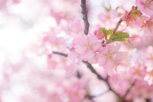 ピンク色の桜の花の写真