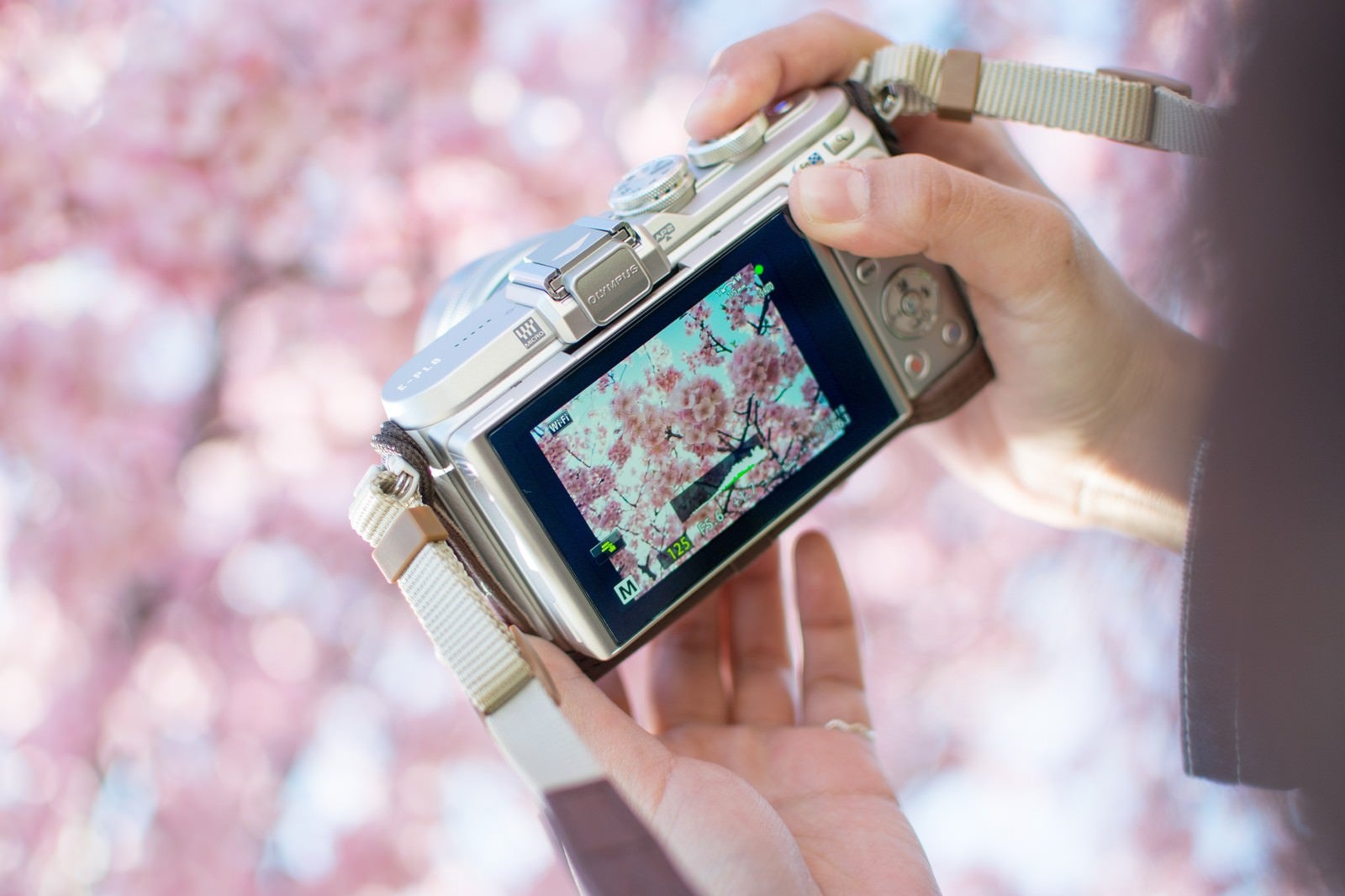 「桜の撮れ高を確認するカメラマン」の写真