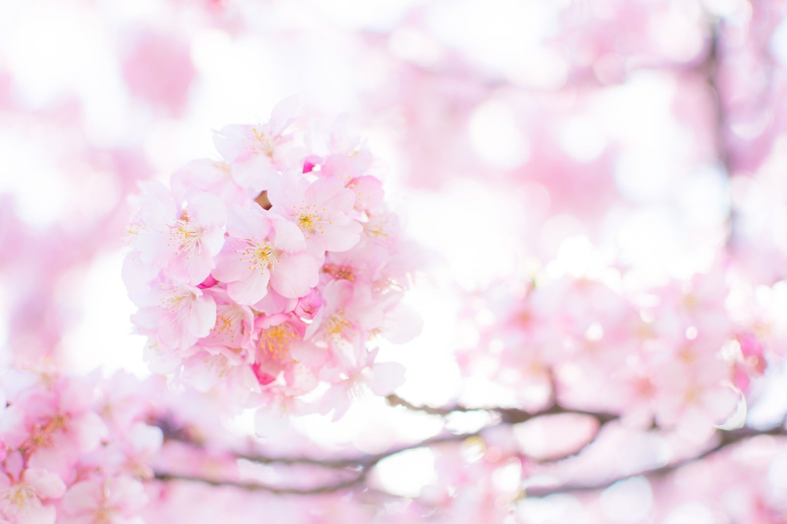 「春の桜」の写真