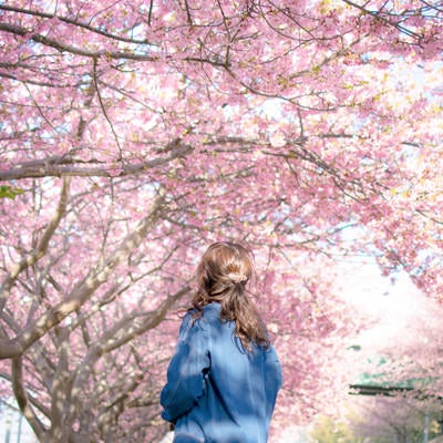 満開の桜を見上げる女性の写真