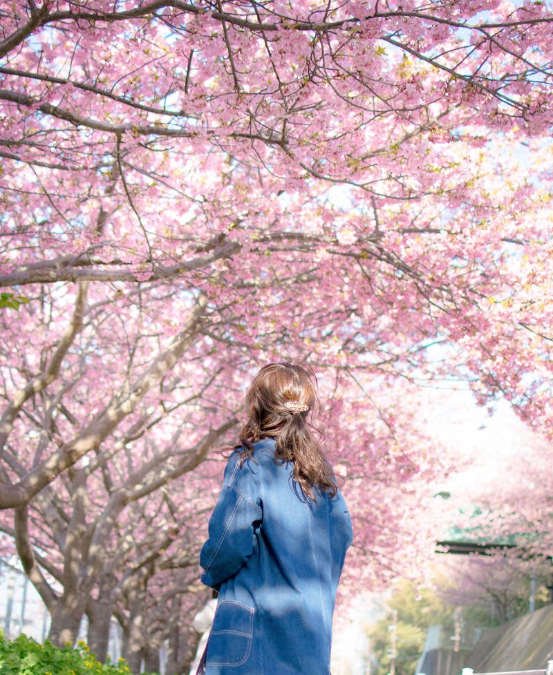 「満開の桜を見上げる女性」の写真