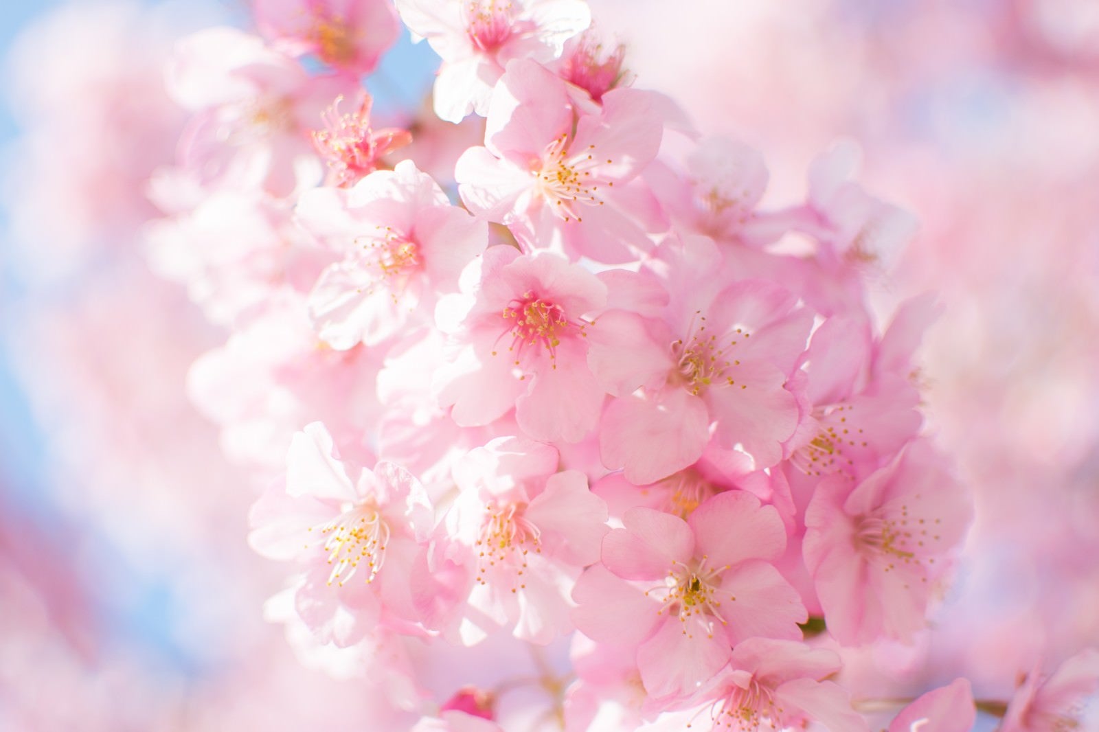 「ピンク色の桜の開花」の写真