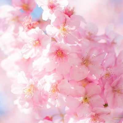 ピンク色の桜の開花の写真