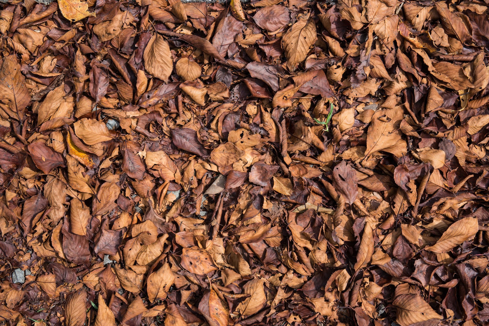 「枯れ落ちた葉のテクスチャー」の写真