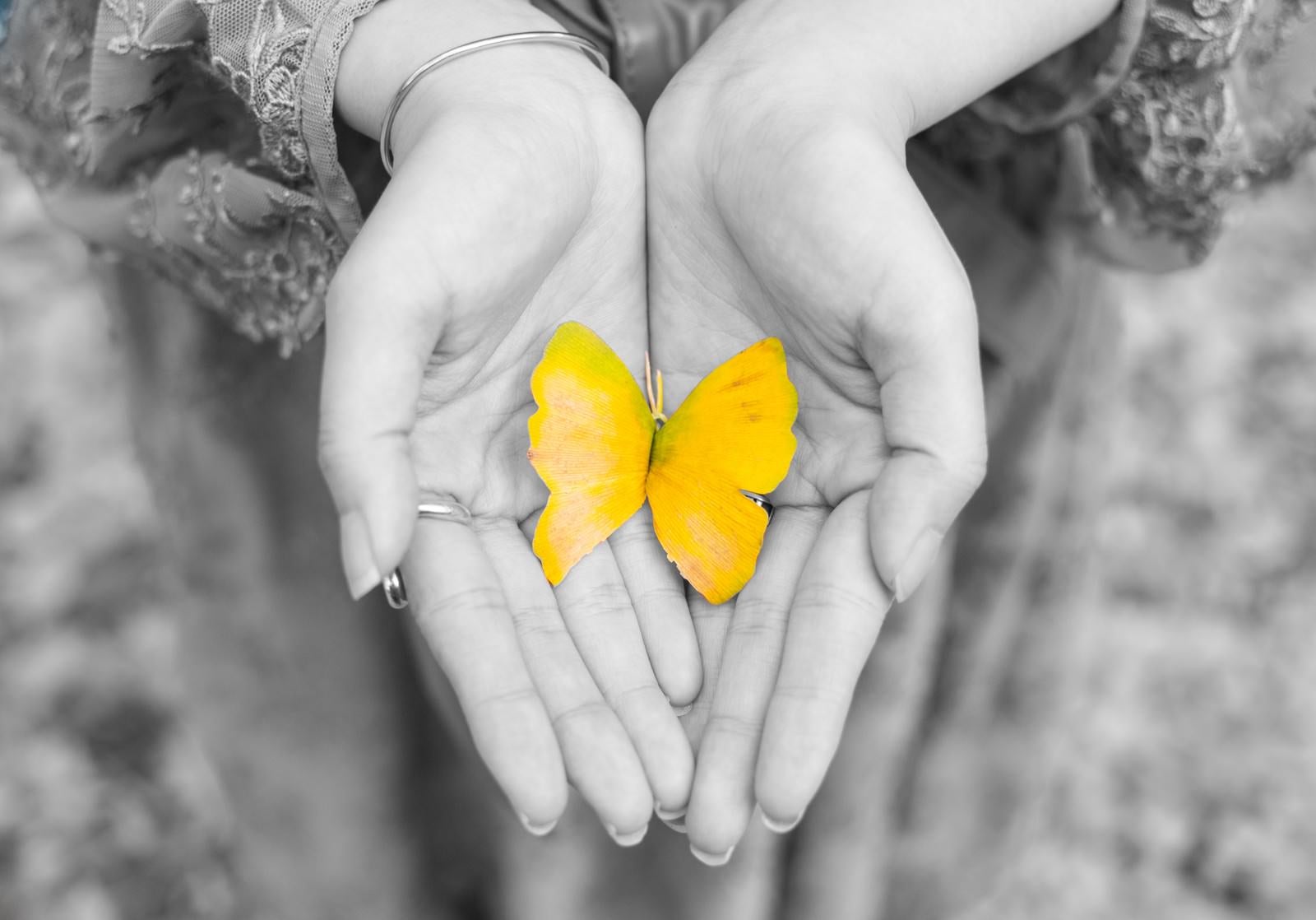 「手のひらの黄色い蝶（紅葉した銀杏の葉）」の写真