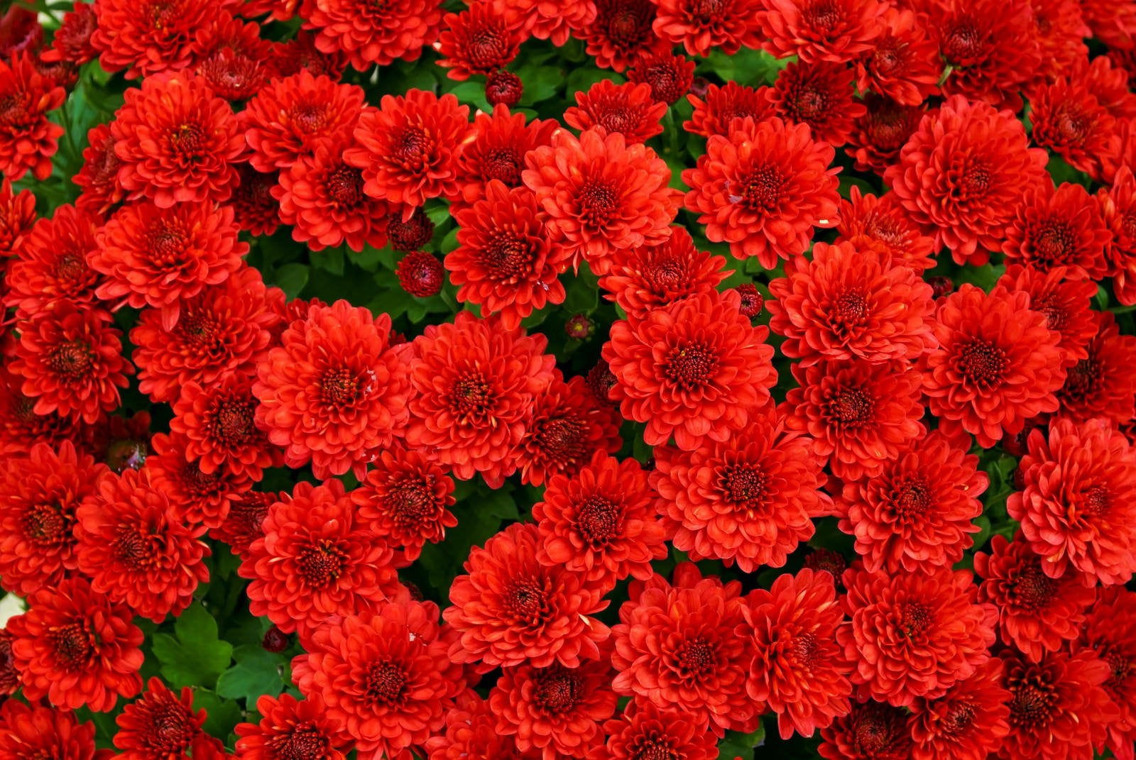 「赤い菊のテクスチャ」の写真