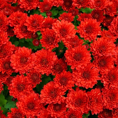赤い菊のテクスチャの写真
