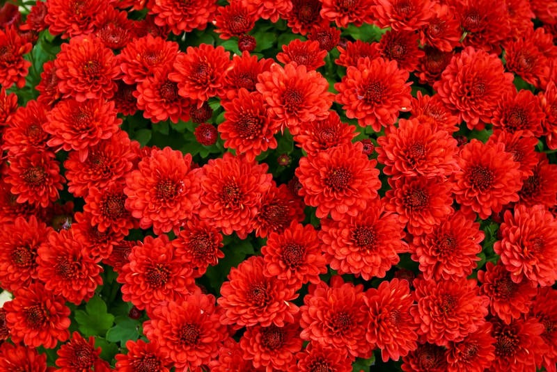 赤い菊のテクスチャの写真