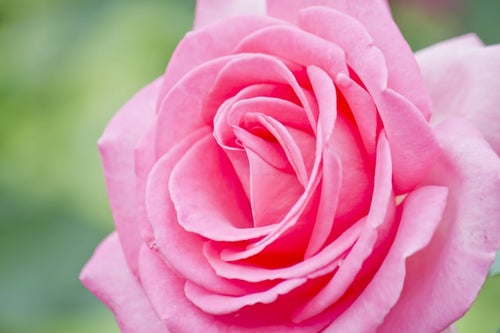 エスメラルダの薔薇の写真