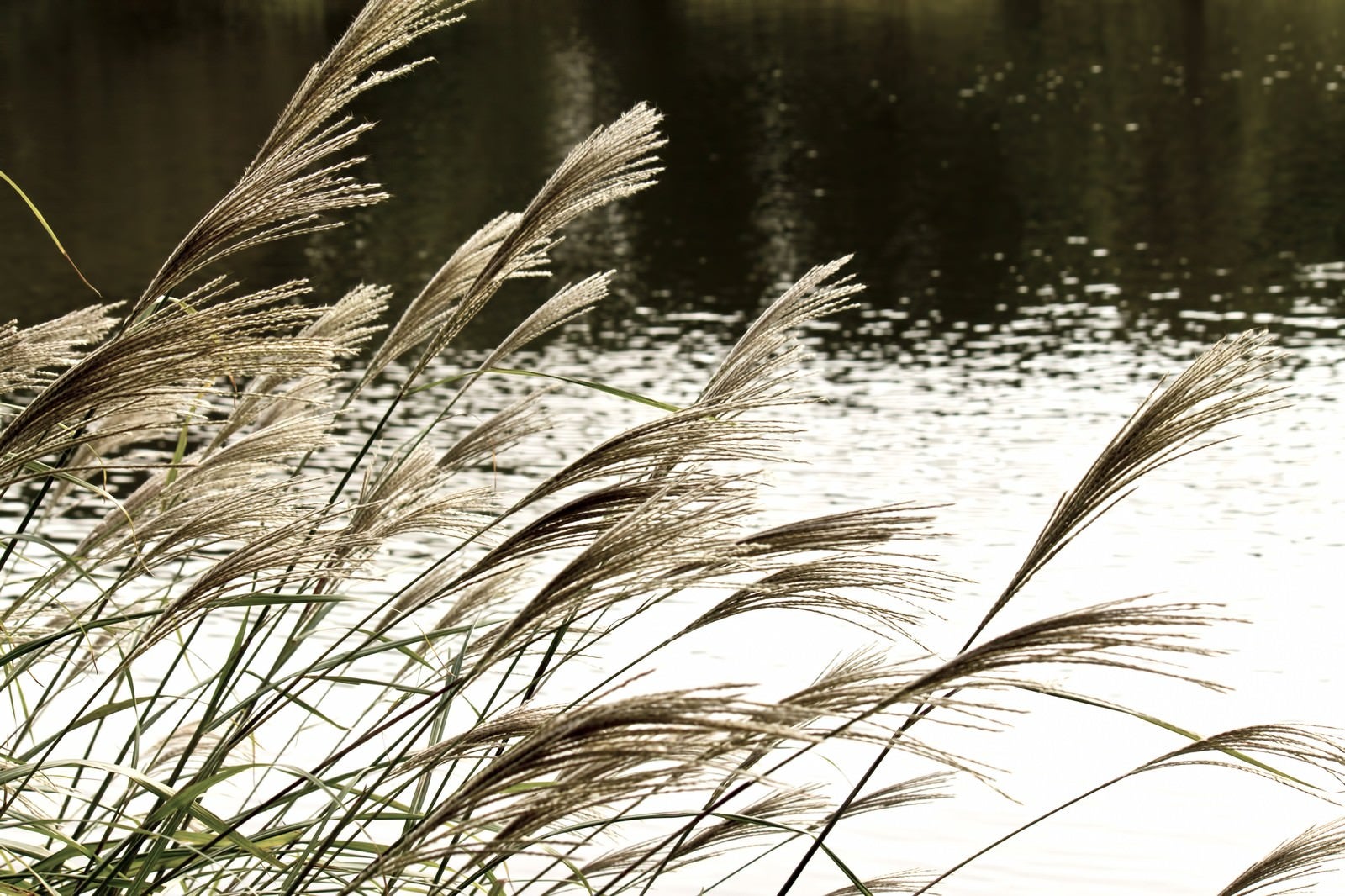 「池と銀色のススキ」の写真