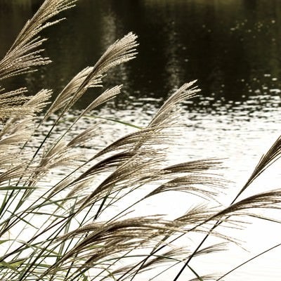 池と銀色のススキの写真