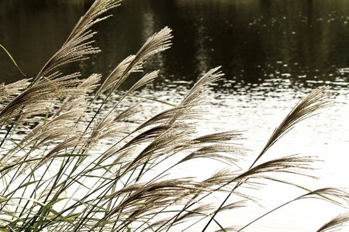 池と銀色のススキの写真