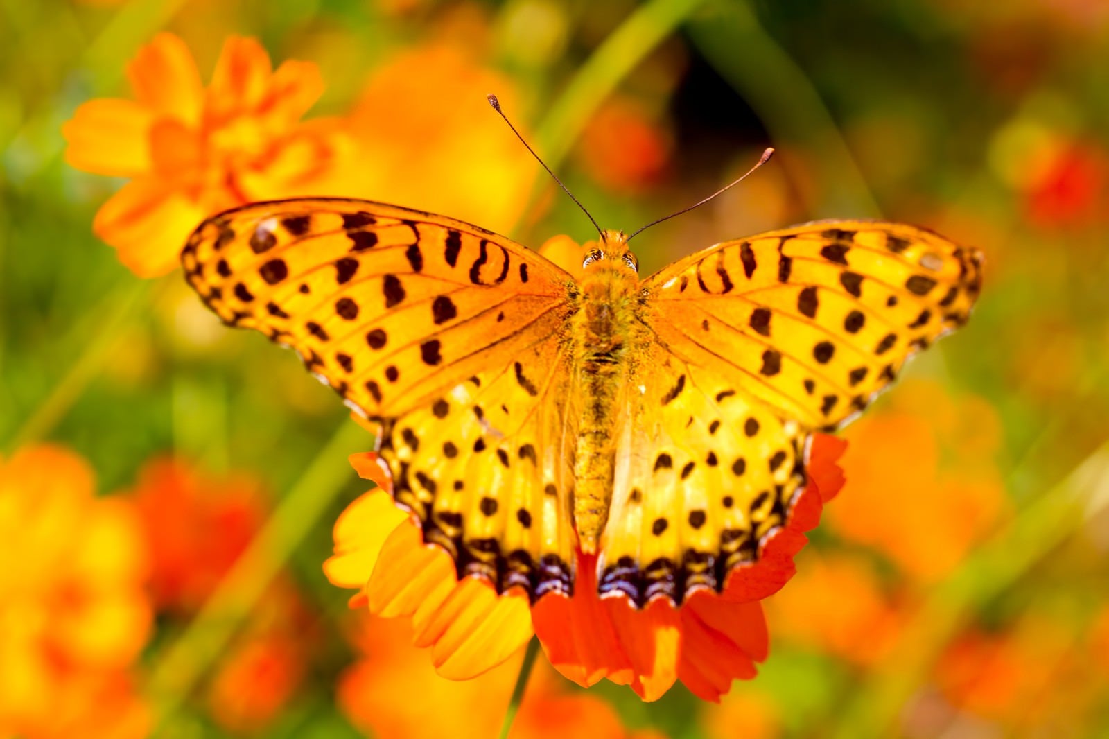 「黄色い蝶（ツマグロヒョウモンのオス）」の写真