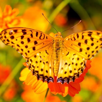 黄色い蝶（ツマグロヒョウモンのオス）の写真