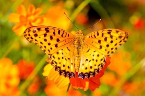 黄色い蝶（ツマグロヒョウモンのオス）の写真
