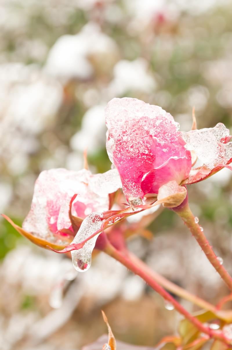 「凍ったバラ」の写真