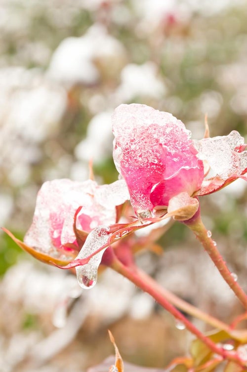 凍ったバラの写真