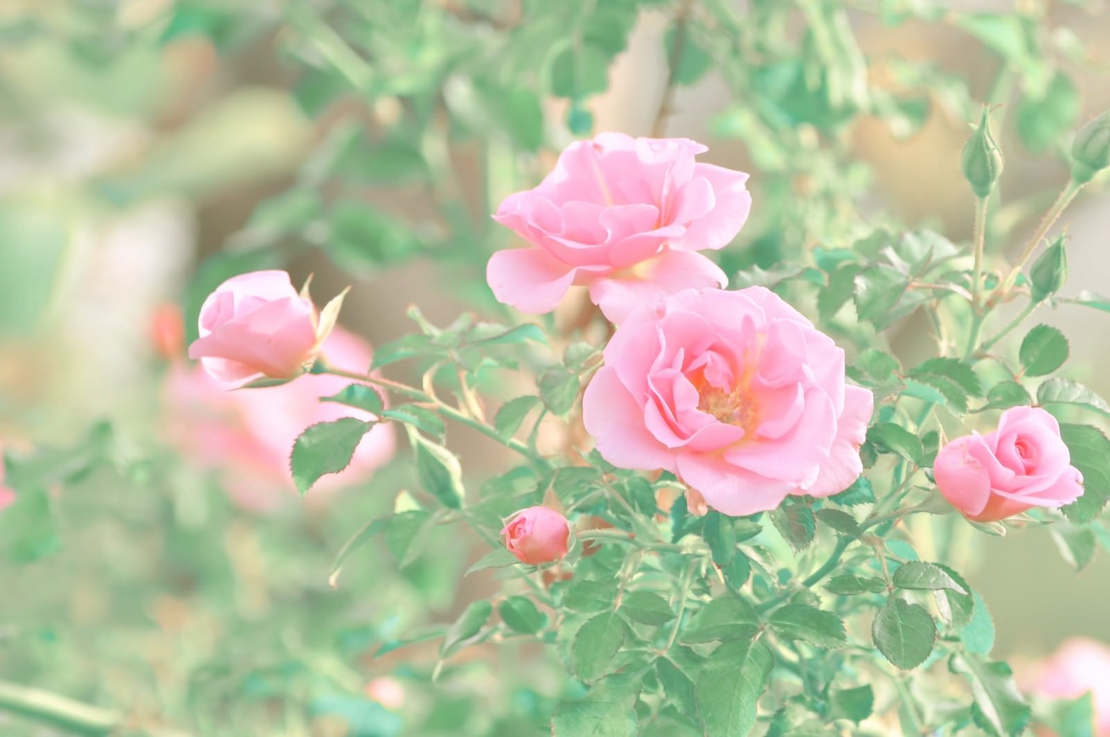 「ピンク色の薔薇」の写真