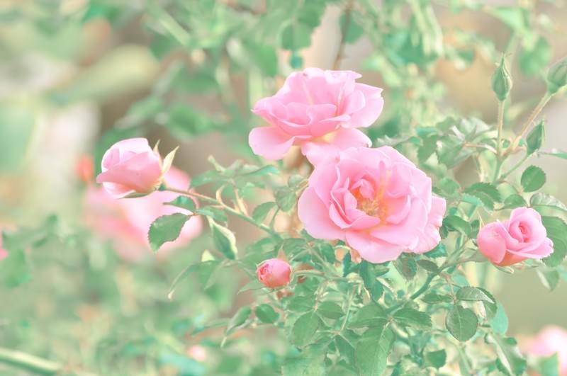 ピンク色の薔薇の写真