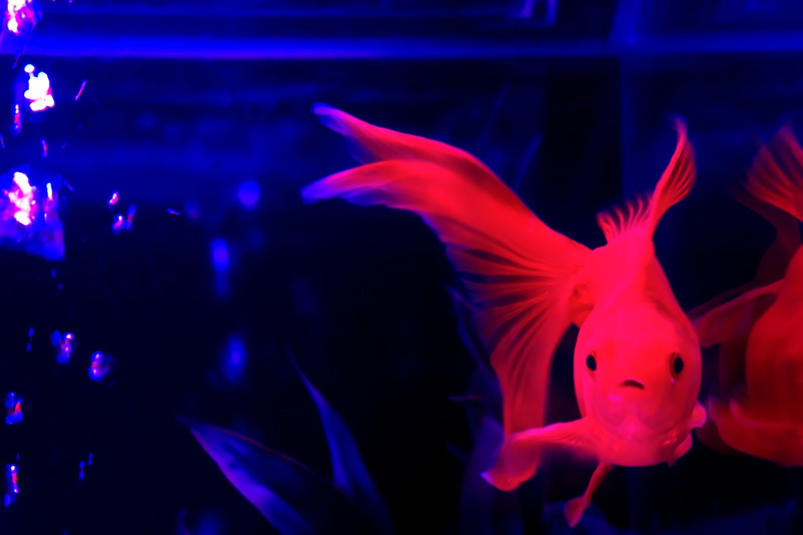「水槽の中の赤色の金魚」の写真