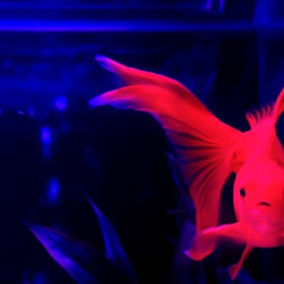 水槽の中の赤色の金魚の写真