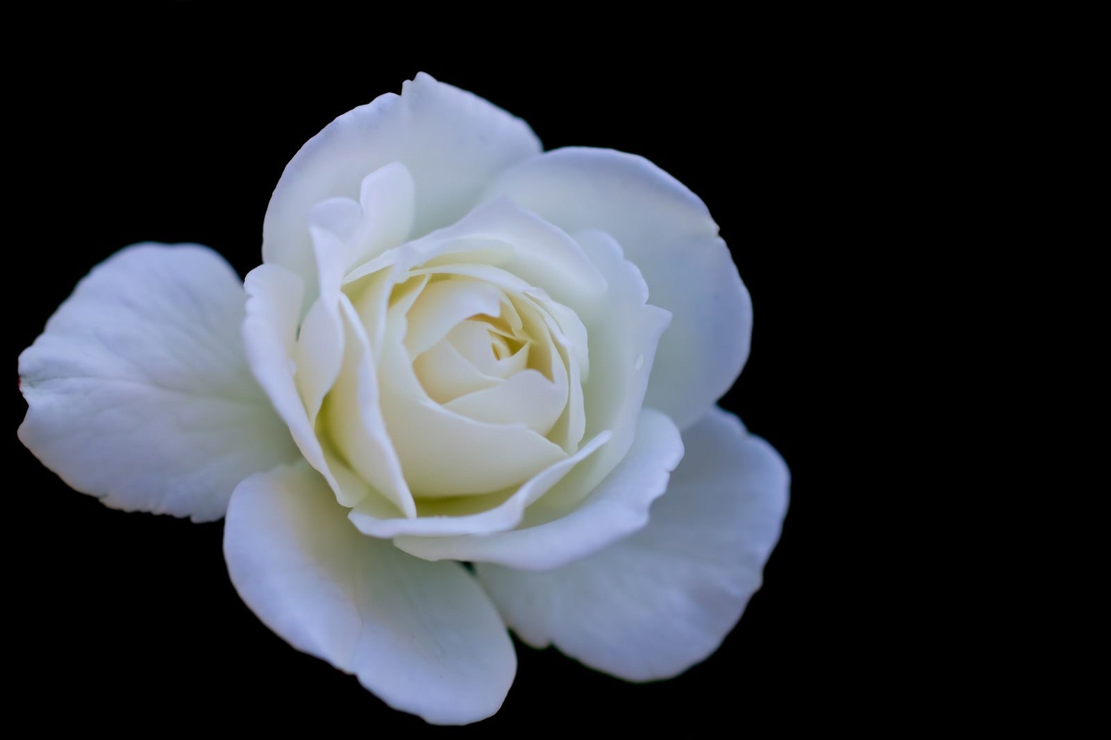 「シュネービッチェンの薔薇」の写真