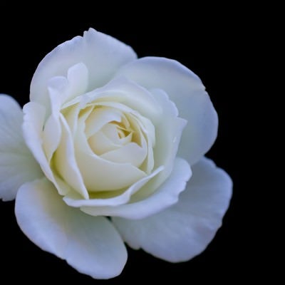シュネービッチェンの薔薇の写真