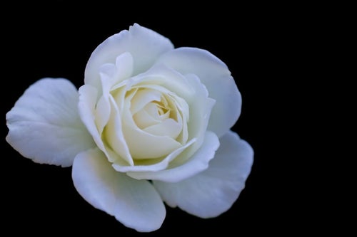 シュネービッチェンの薔薇の写真