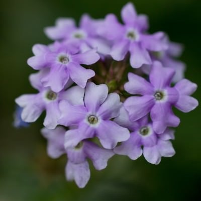 星形の紫のお花の写真