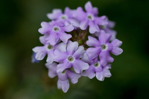 星形の紫のお花の写真