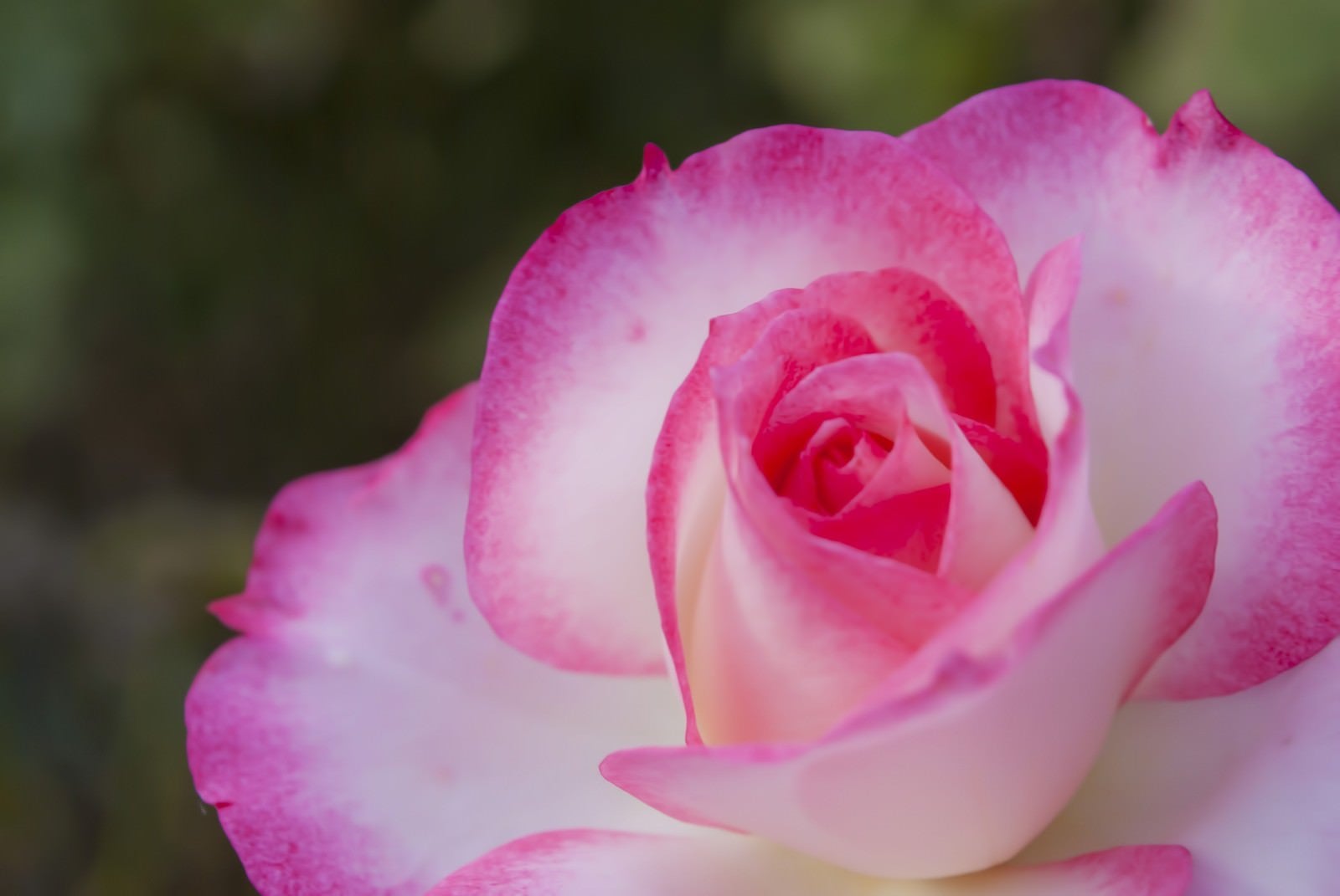 「ピンク色の鮮やかなバラ」の写真