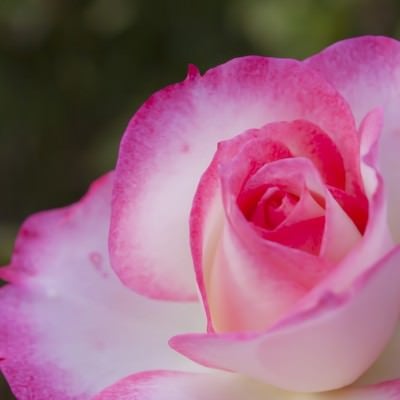 ピンク色の鮮やかなバラの写真