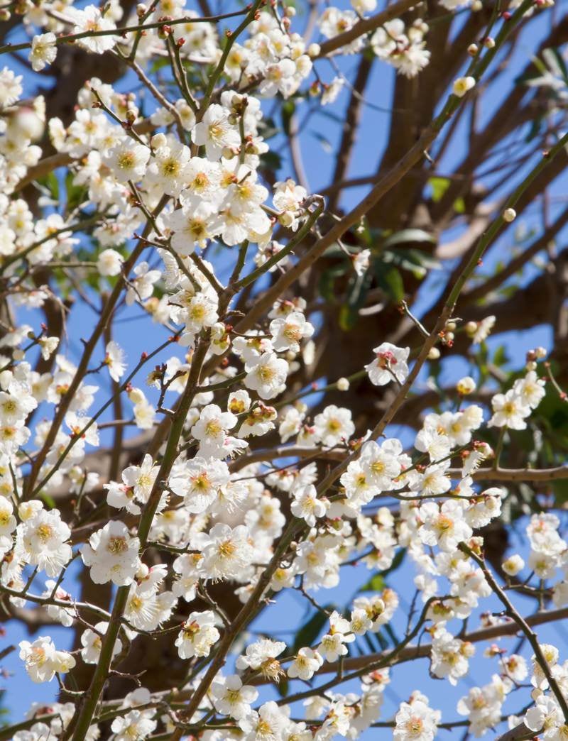 「白い梅の花」の写真