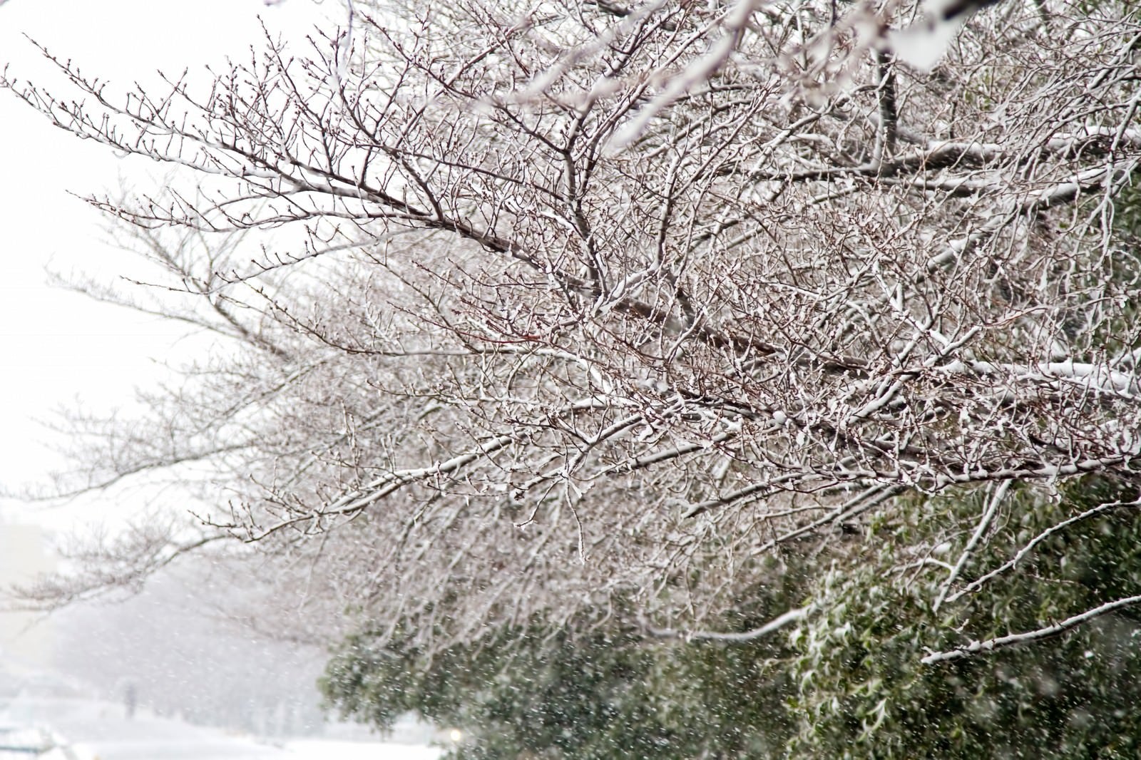 「雪が積もる桜の木々」の写真