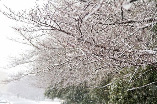 雪が積もる桜の木々の写真