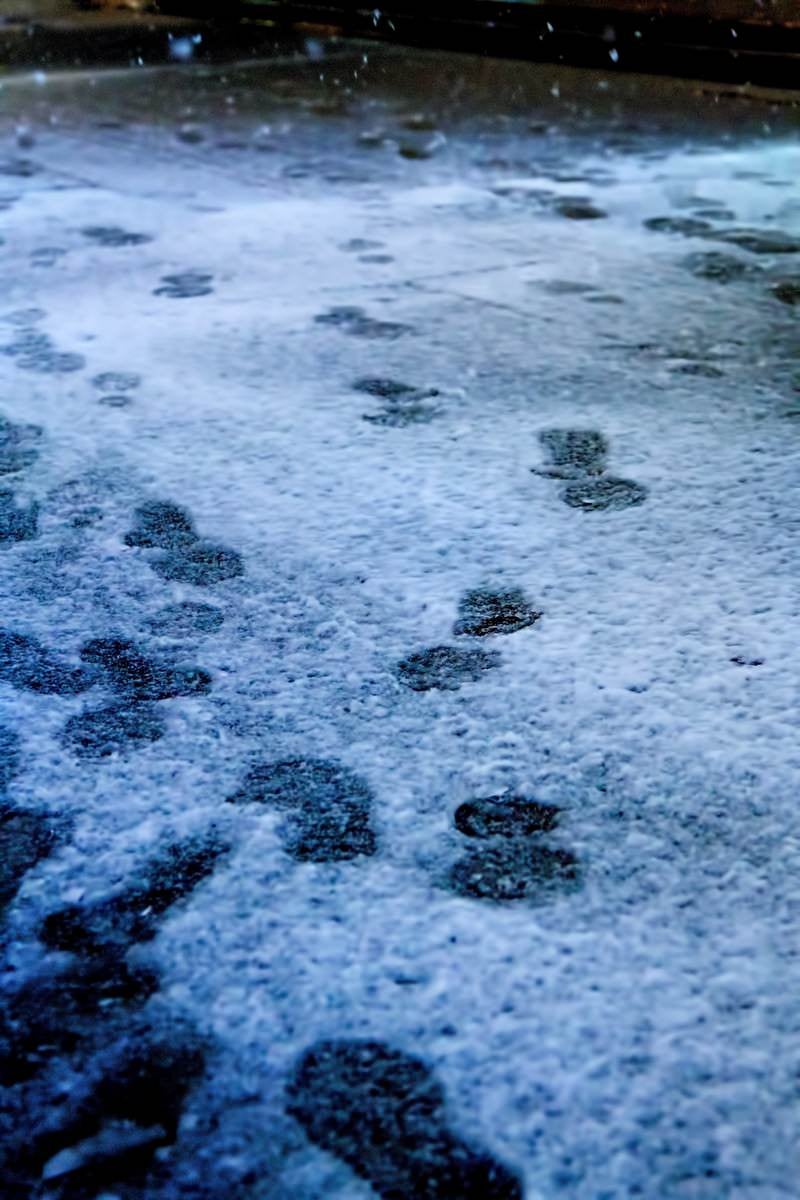 「降り始めの雪と足跡」の写真