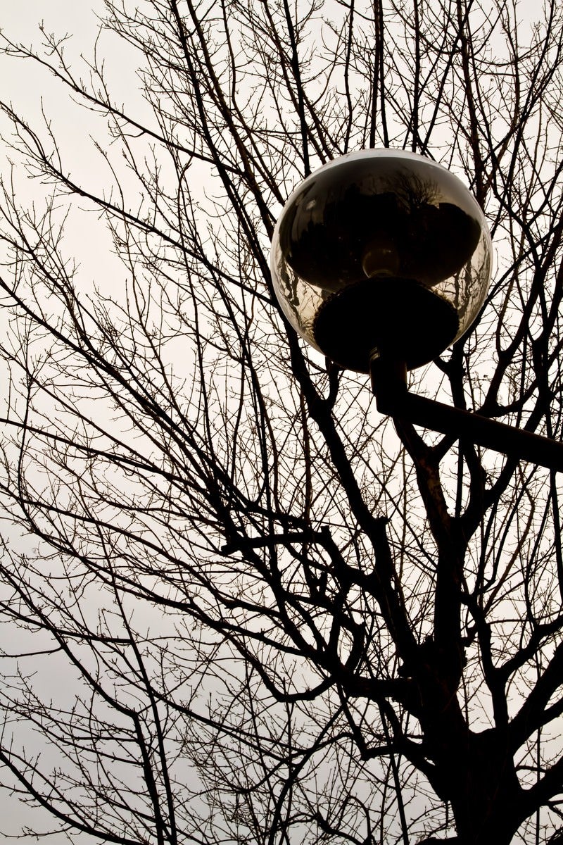 冬の街路樹と街灯の写真
