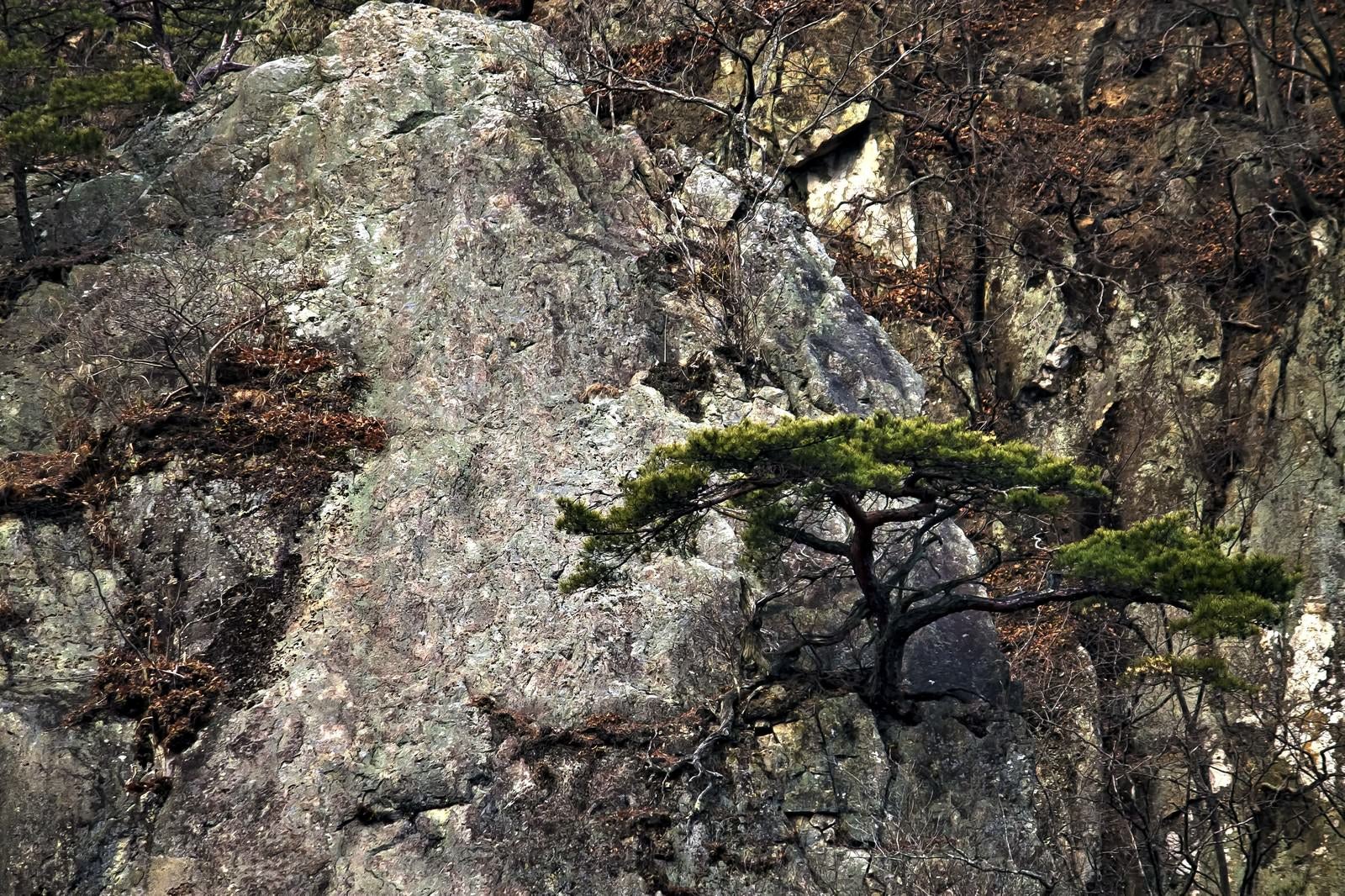 「岩場に生える松の木」の写真