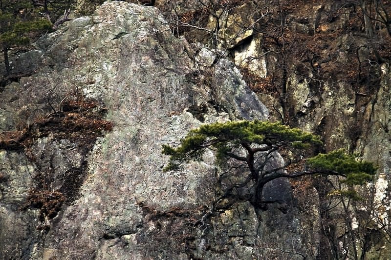 岩場に生える松の木の写真