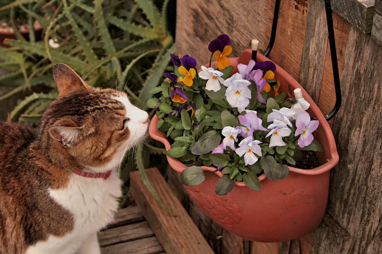 「ビオラの花と猫」の写真