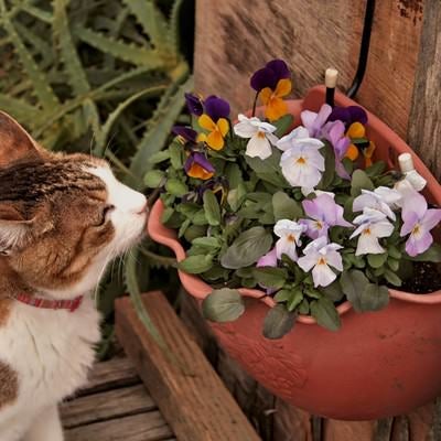 ビオラの花と猫の写真