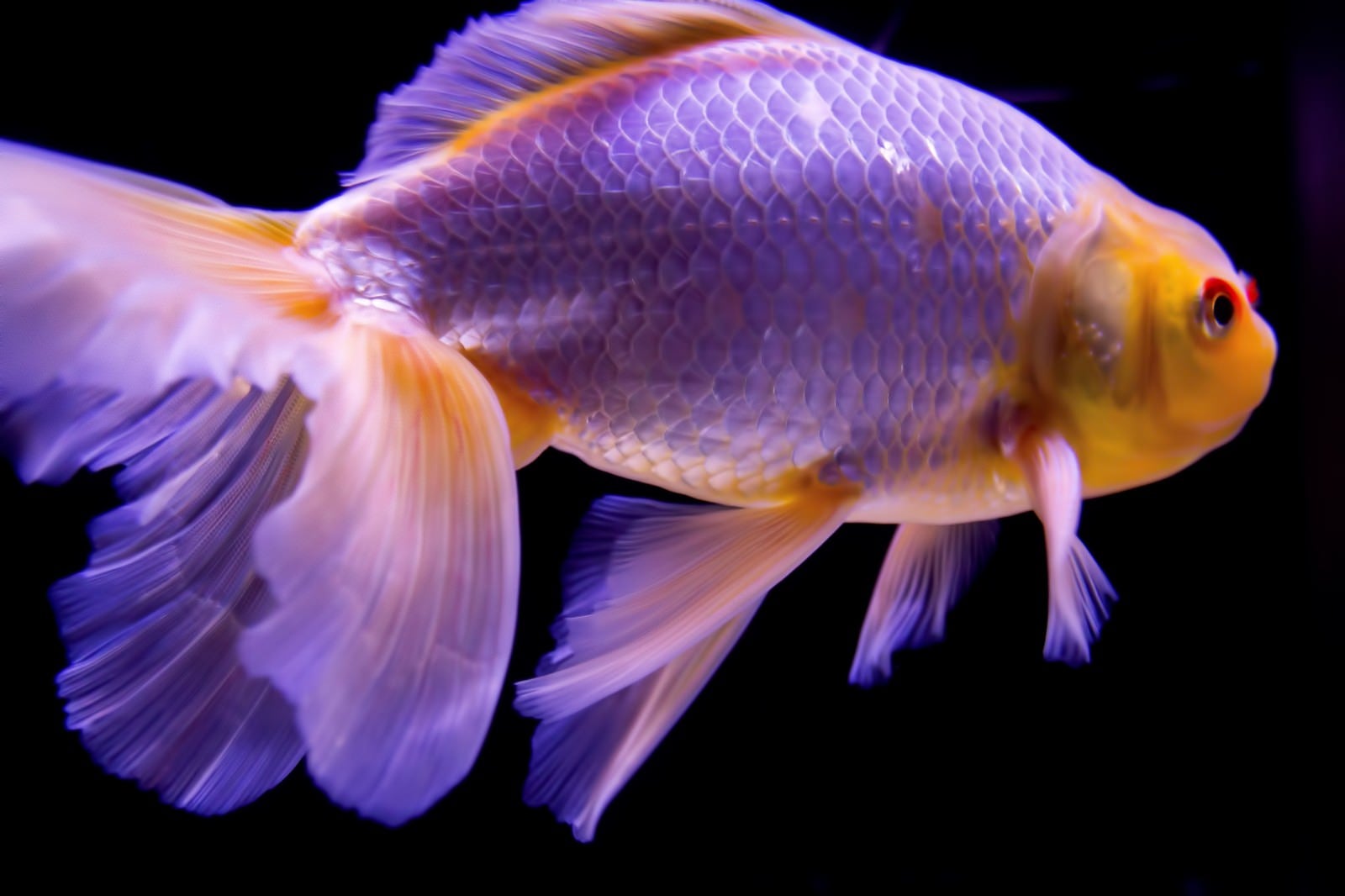 「尾びれが素敵な金魚」の写真