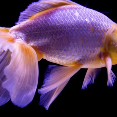 尾びれが素敵な金魚の写真