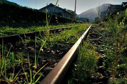 廃線で雑草が伸びた線路の写真