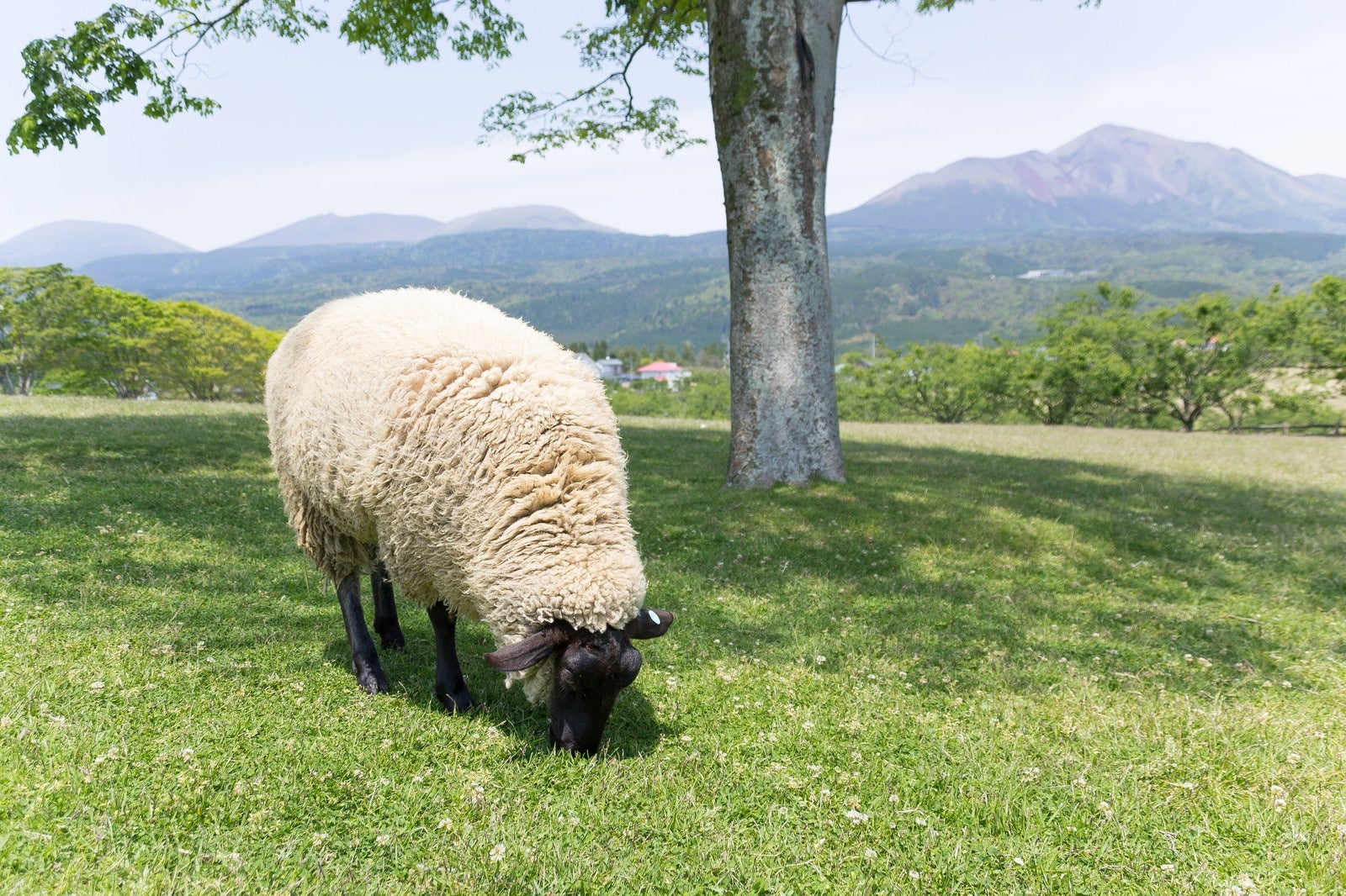 「丘の上のモコモコ羊」の写真