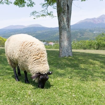 丘の上のモコモコ羊の写真