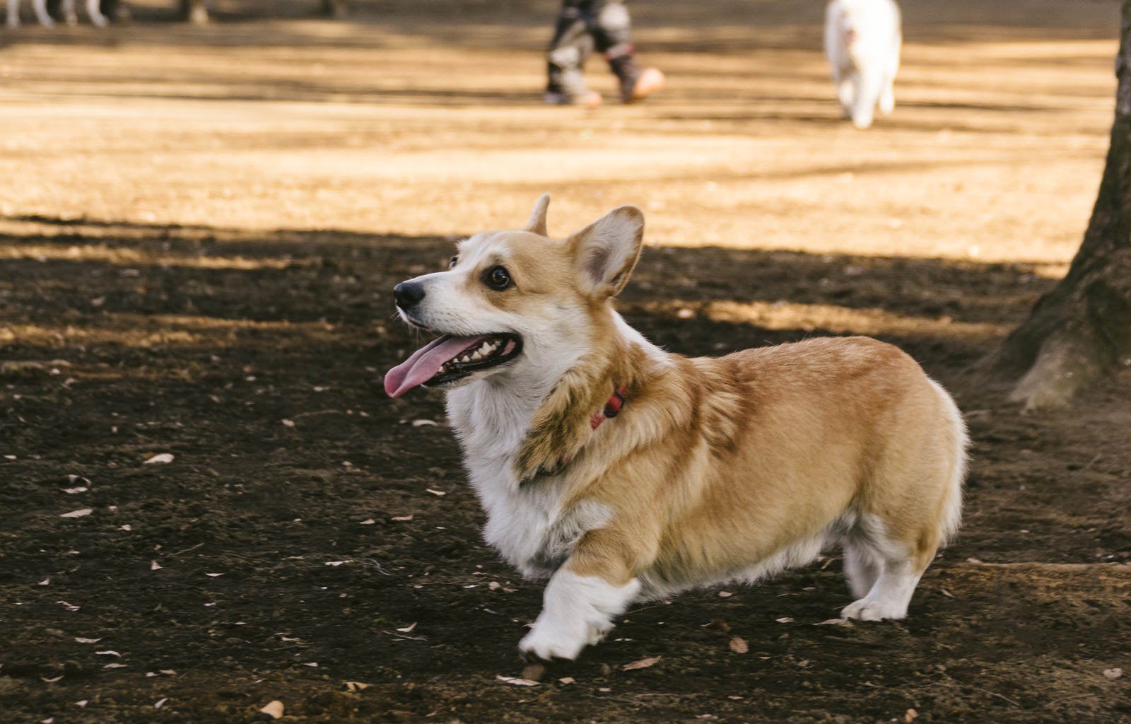 「お散歩中のウェルシュ・コーギー・ペンブローク（犬）」の写真