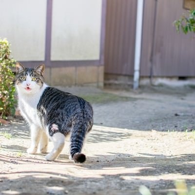 散歩中に振り返る猫の写真